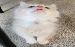 Ragdoll cats for sale: Beautiful Ragdoll Kittens  - Image 17