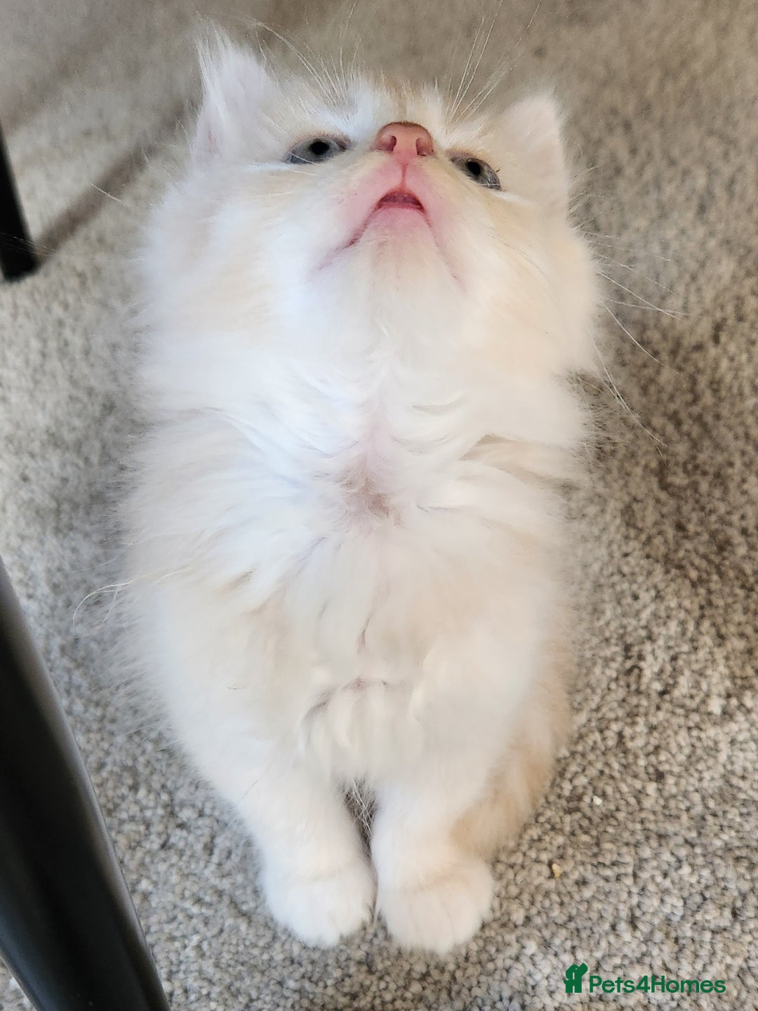 Ragdoll cats for sale: Beautiful Ragdoll Kittens  - Image 17