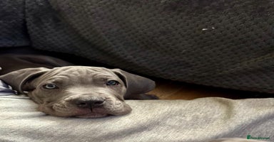 Mixed Breed dogs Last two mastiff pups available  - Advert 1