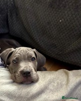 Mixed Breed dogs Last two mastiff pups available - Advert 1