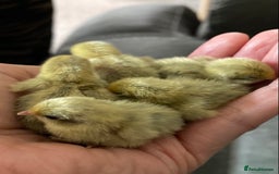 Quail poultry for sale: Beautiful Button Quail Chicks (CPQ, King) - Image 4