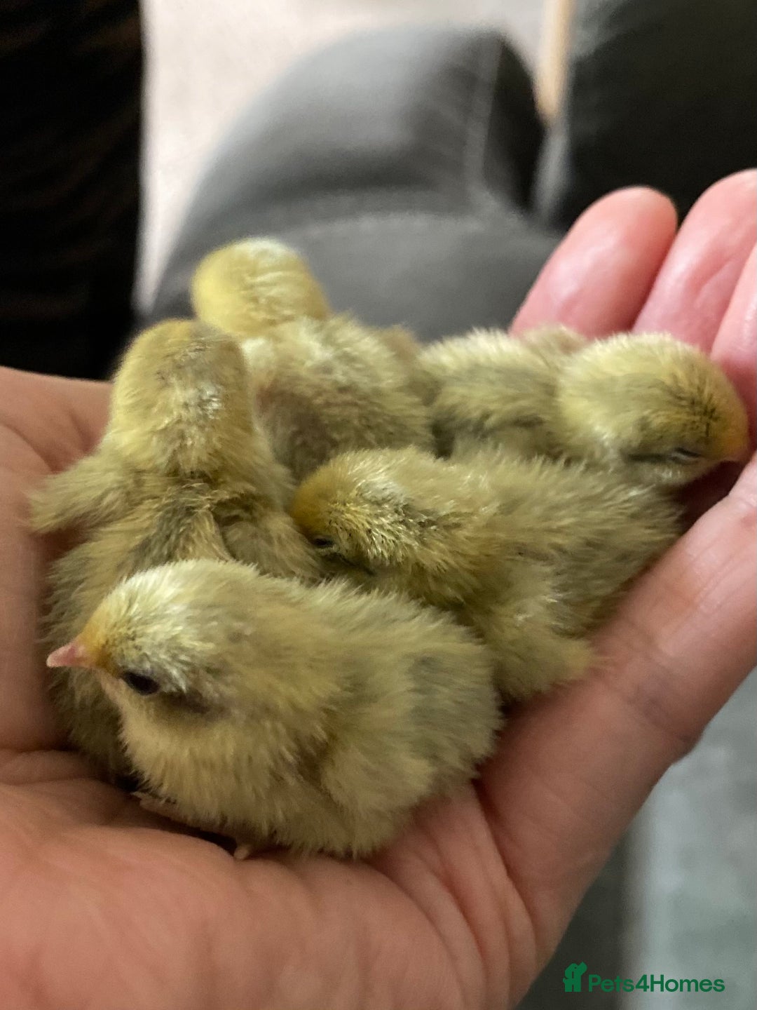 Quail poultry for sale: Beautiful Button Quail Chicks (CPQ, King) - Image 4