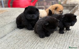 Chow Chow dogs for sale: KC REG CHOW CHOW PUPPIES - Image 6