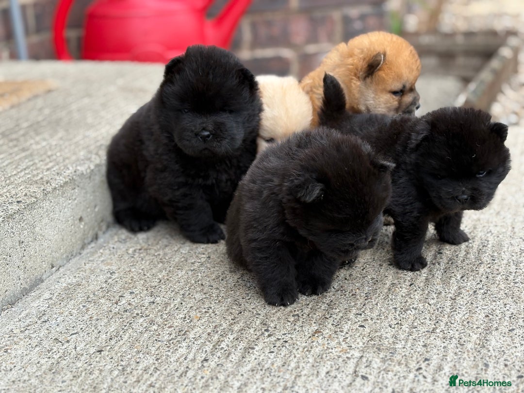 Chow Chow dogs for sale: KC REG CHOW CHOW PUPPIES - Image 6
