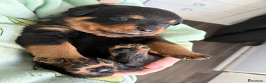 Rottweiler Puppy 6