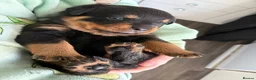 Rottweiler dogs for sale: Rottweiler puppies  - Advert 38