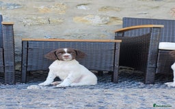 English Springer Spaniel dogs for sale: 3 beautiful boys - Image 4
