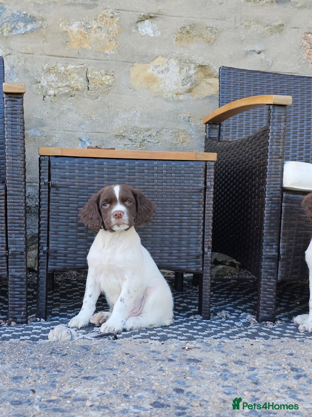 English Springer Spaniel dogs for sale: 3 beautiful boys - Image 4