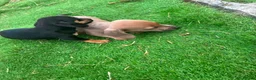 Miniature Dachshund dogs for sale: Miniature dachshund puppies in Dalkeith - Advert 5