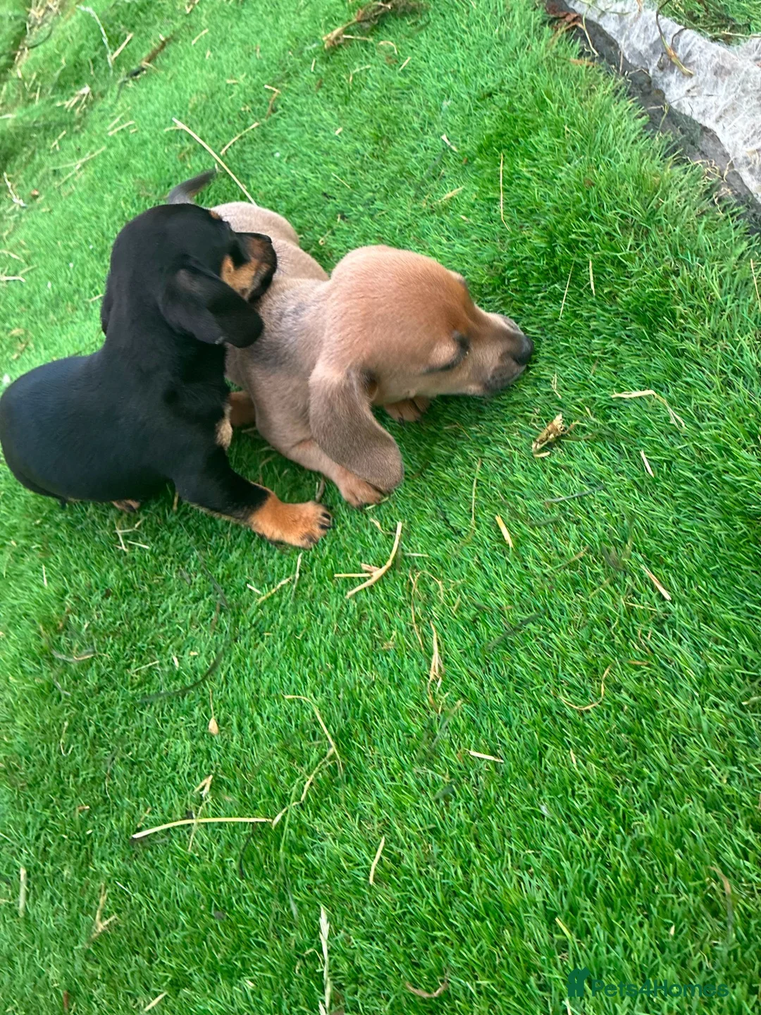 Miniature Dachshund dogs for sale: Miniature dachshund puppies in Dalkeith - Advert 5