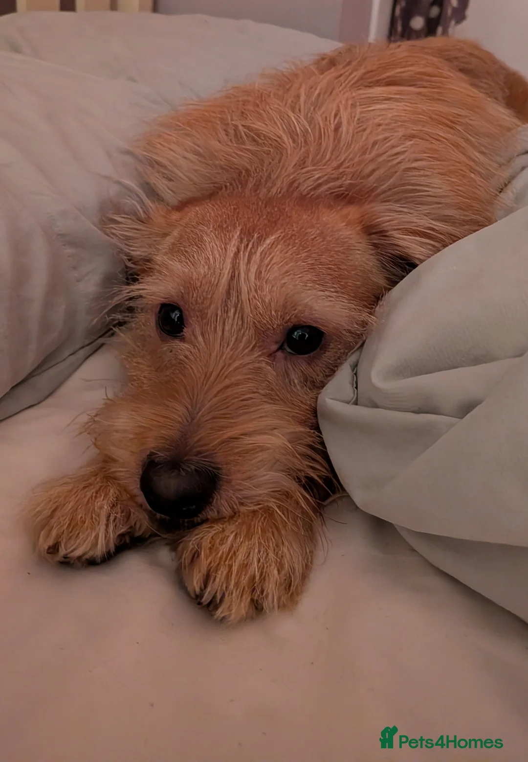 Labradoodle dogs for stud: Miniature labradoodle for Stud - Advert 4