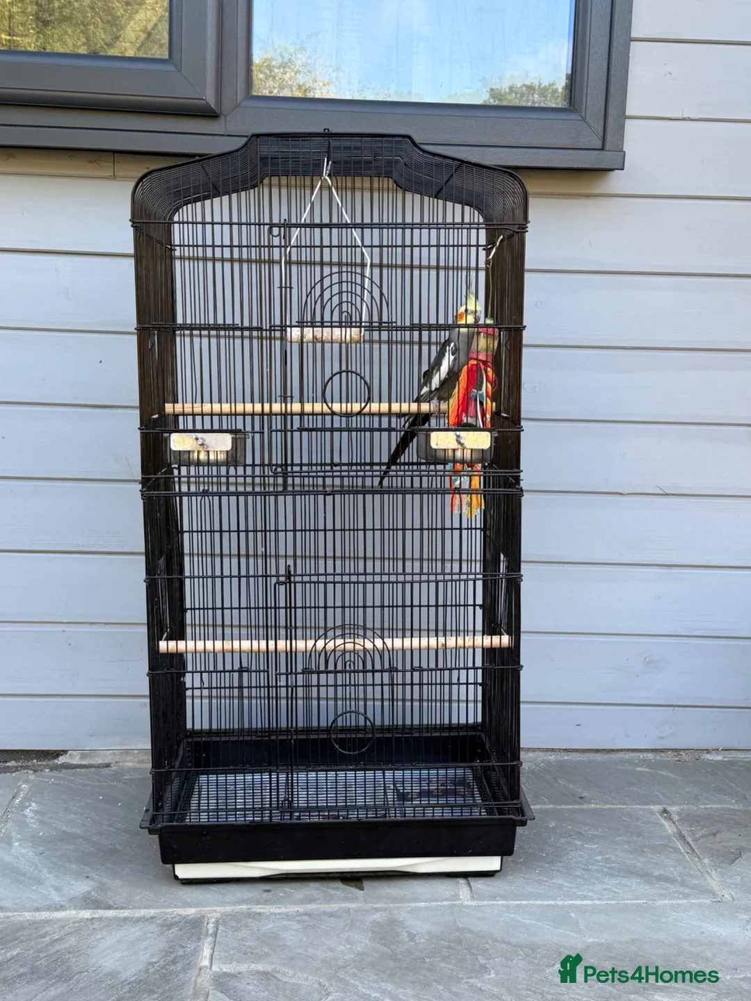 Cockatiels birds for sale: Boy Cockatiel  - Advert 1