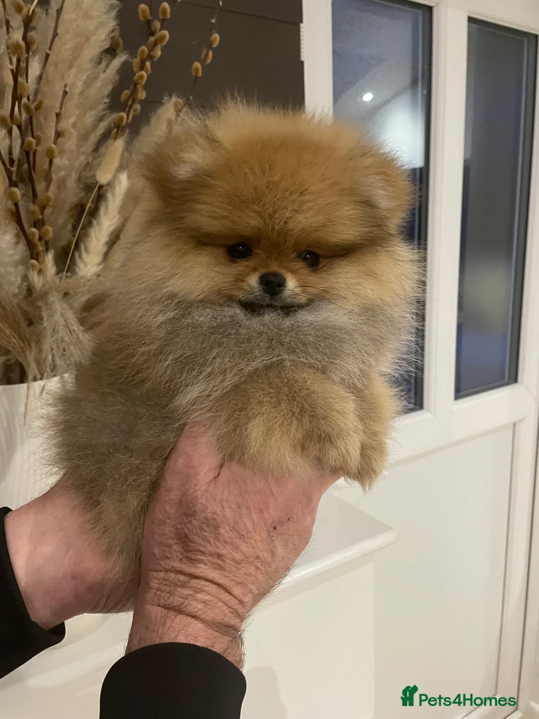 Pomeranian dogs for sale: KC Mini Pomerania  in Bristol - Advert 17