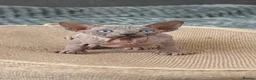 Sphynx cats for sale: Exceptional Sphynx Kittens – Best Pedigree.  - Advert 24