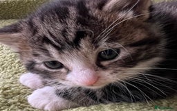 Mixed Breed cats for sale: 4  GORGEOUS TABBY/TORTOISHELL GIRLS.   - Image 13