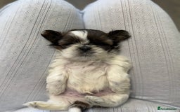Shih Tzu dogs for sale: Three Beautiful male Shih tzu puppies  - Image 5