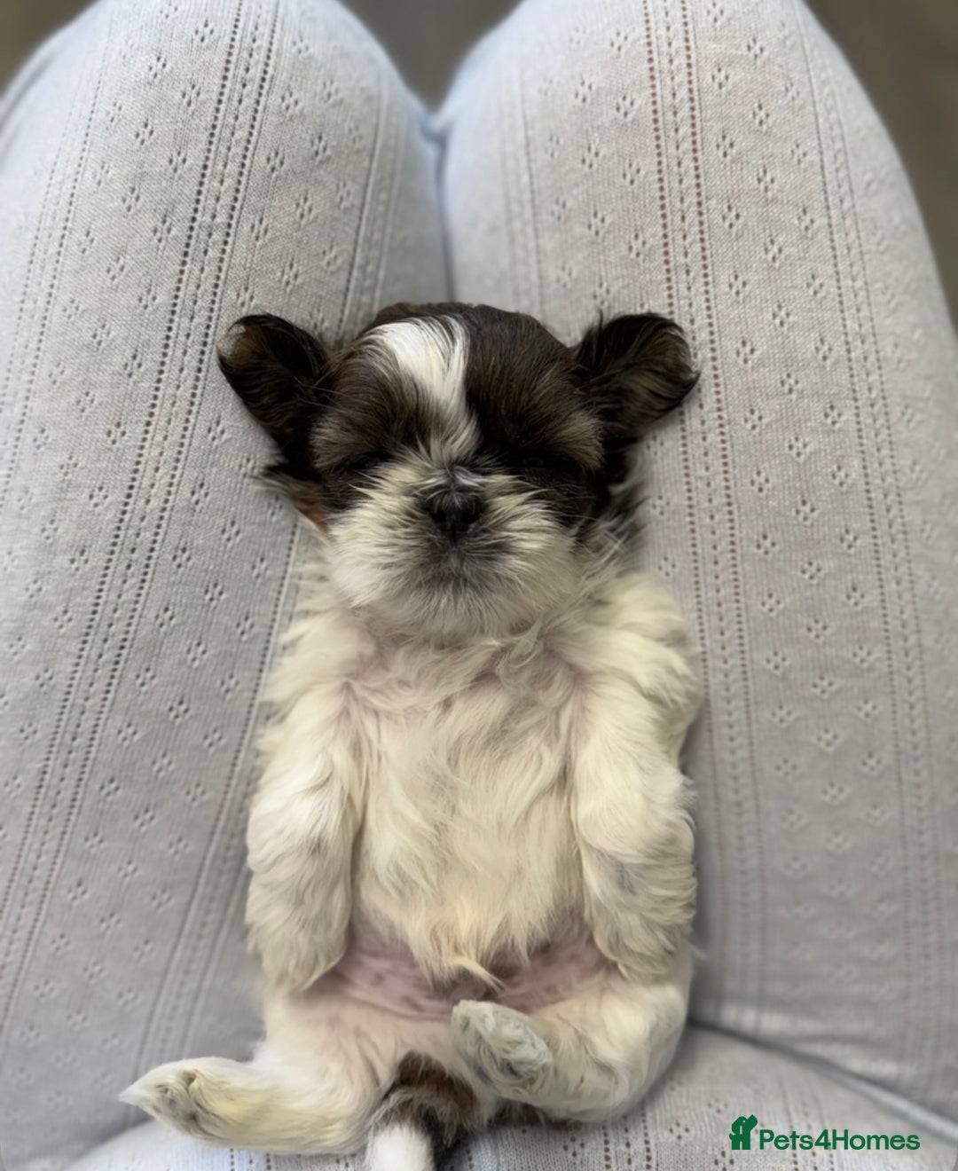Shih Tzu dogs for sale: Three Beautiful male Shih tzu puppies  - Image 5
