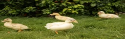 Ducks poultry for sale: Call Ducklings - Mixed, Kent Breeder, Ready Now in Sittingbourne - Advert 5