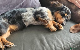 Dachshund dogs for sale: TWO DAUSHUNDS - Image 34