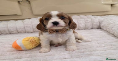 Cavalier King Charles Spaniel dogs - Advert 10