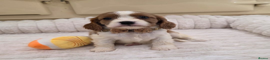 Cavalier King Charles Spaniel Puppy 6