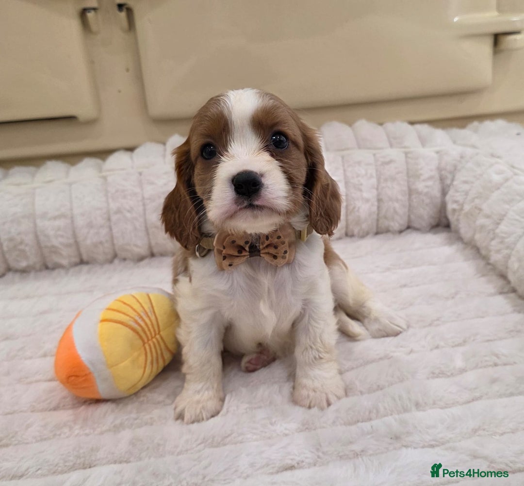 Cavalier King Charles Spaniel dogs for sale: KC Registered & DNA Tested Cavalier Puppies - Image 3