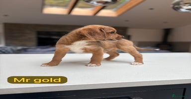 Mixed Breed dogs - Advert 5