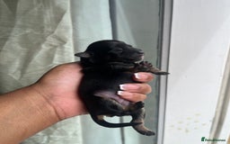 Mixed Breed dogs for sale: Jack Russel x Chow Chow Mix Puppies for Sale  - Image 4