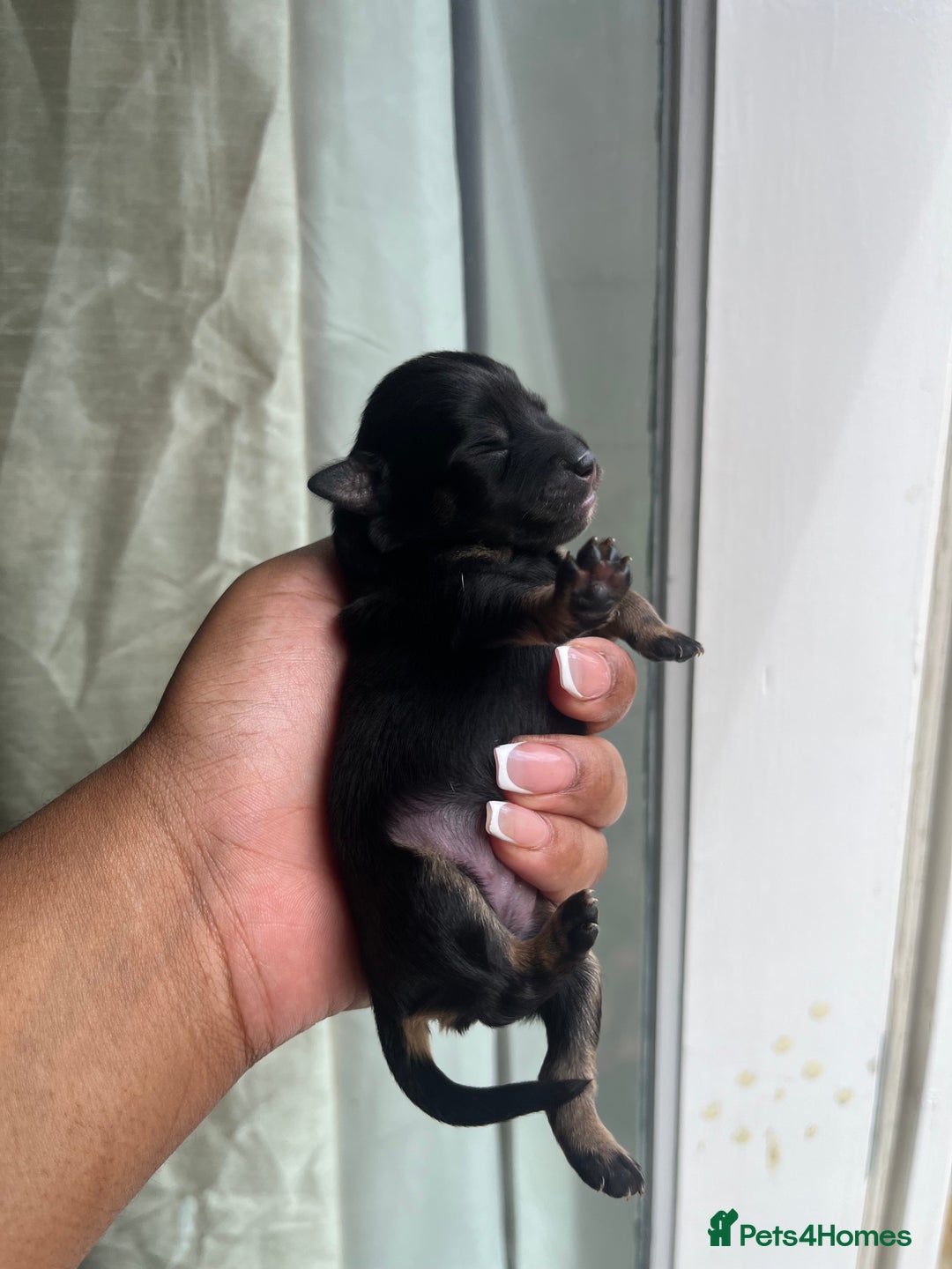 Mixed Breed dogs for sale: Jack Russel x Chow Chow Mix Puppies for Sale  - Image 4
