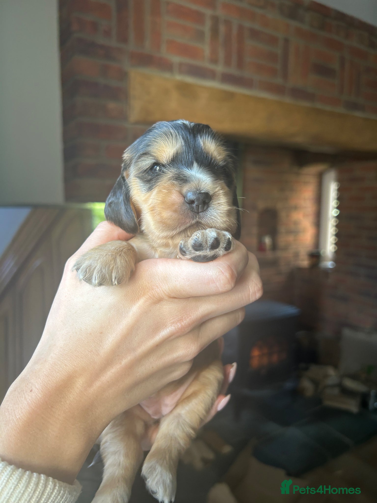 Cocker Spaniel dogs KC registered cocker spaniel puppies - Advert 2