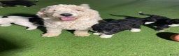 Bernedoodle dogs for sale: Tri-colour Bernedoodle  puppies  - Advert 16