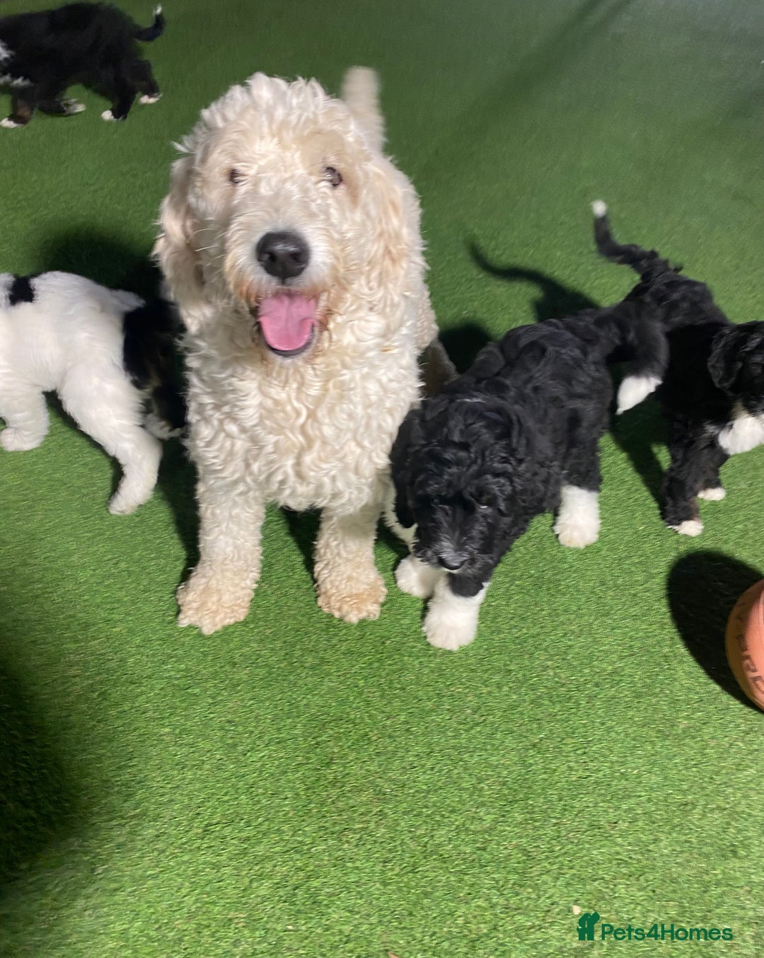 Bernedoodle dogs for sale: Tri-colour Bernedoodle  puppies  - Advert 16