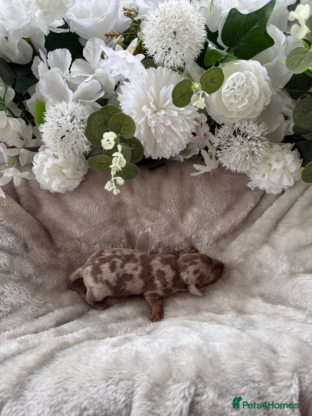 Miniature Dachshund dogs for sale: ⭐️Beautiful litter Of Rainbow Dachshund Puppies⭐️ - Image 30