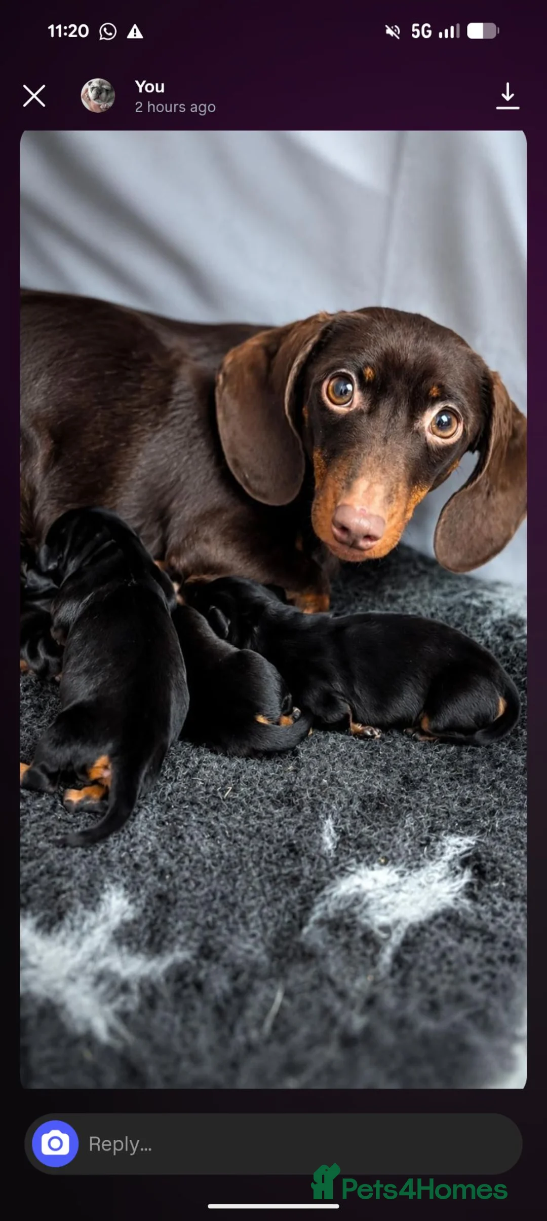 Miniature Dachshund dogs for sale: 3 beautiful black and tan miniature daschund  - Advert 1