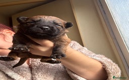 Mixed Breed dogs for sale: German shepherd cross chow chow/French bulldog  - Image 4