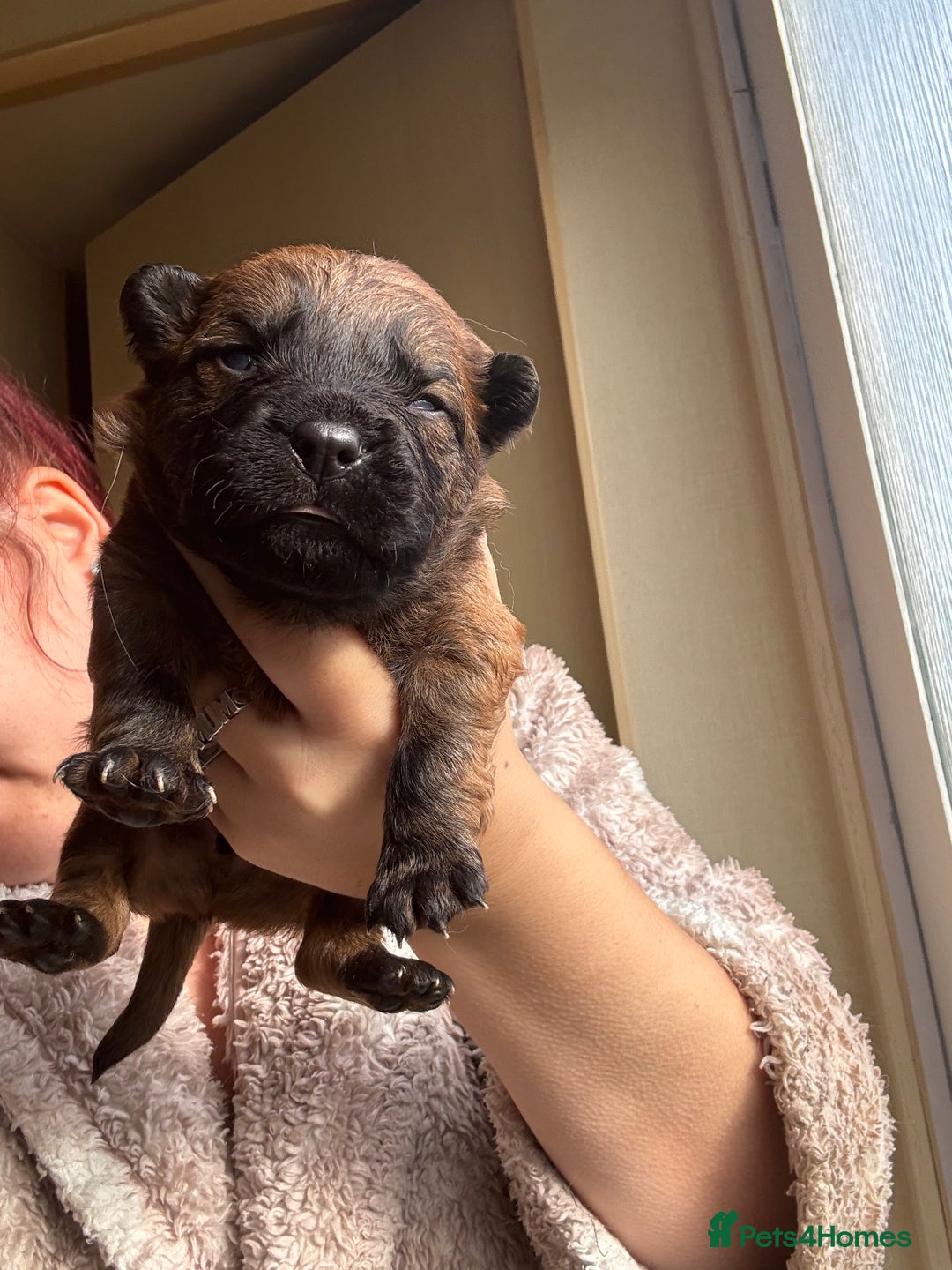 Mixed Breed dogs for sale: German shepherd cross chow chow/French bulldog  - Image 4