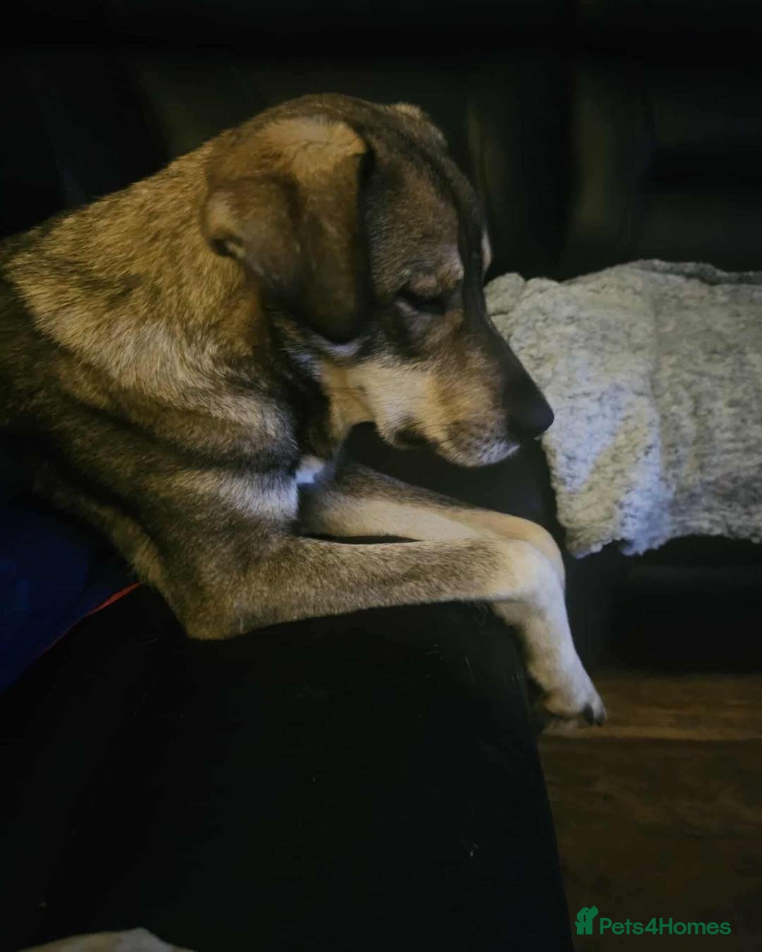 Mixed Breed dogs for adoption: Terrific Tulip - Advert 3