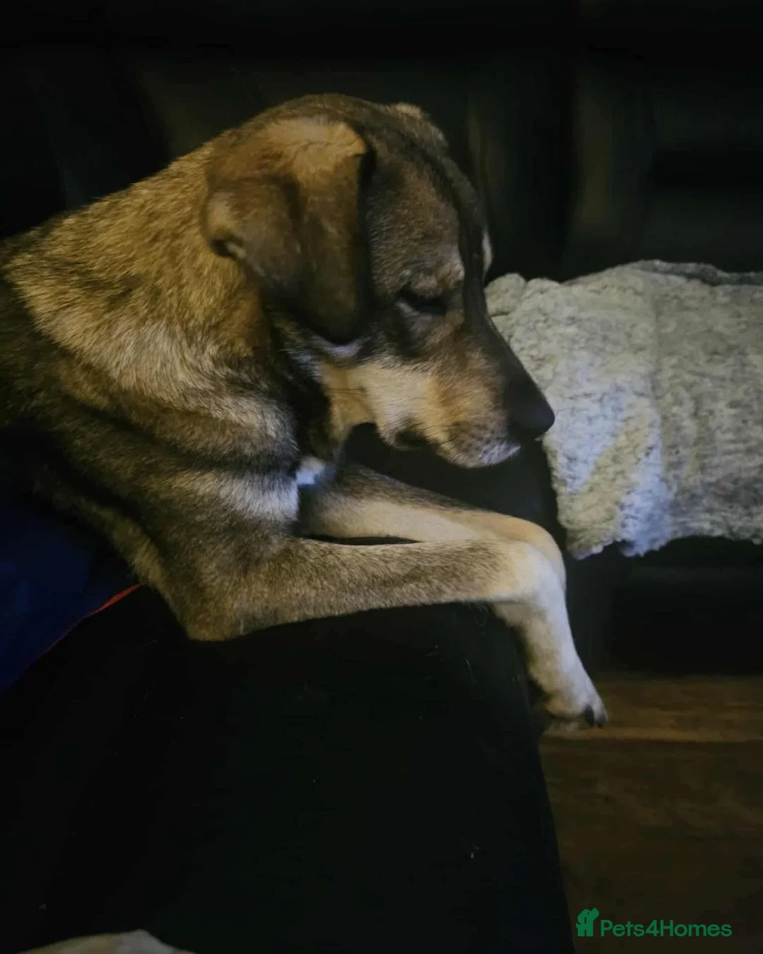 Mixed Breed dogs for adoption: Terrific Tulip - Advert 3