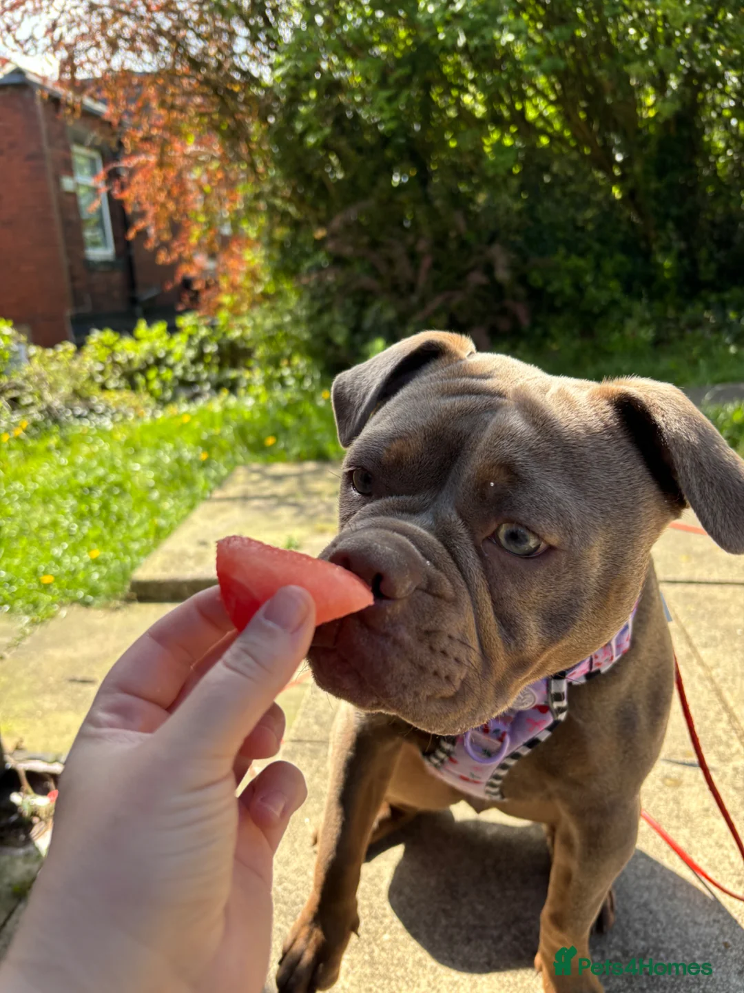 Olde English Bulldogge dogs for sale: Olde English bulldogge  - Advert 2