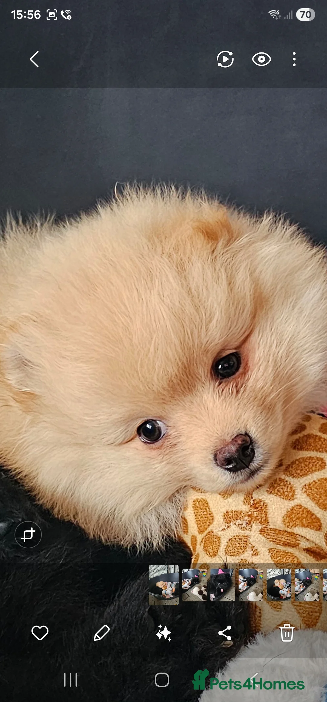 Pomeranian dogs for sale: 3 KC HANDSOME POMERANIAN BOYS - Advert 11
