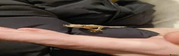 Gecko reptiles for sale: Crested gecko with full bio set up - Advert 17