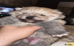 Pomeranian dogs for sale: Kc Registered Pomeranian Pups - Image 25