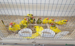 Parakeets birds for sale: Young parent reared kakarikis - Image 10