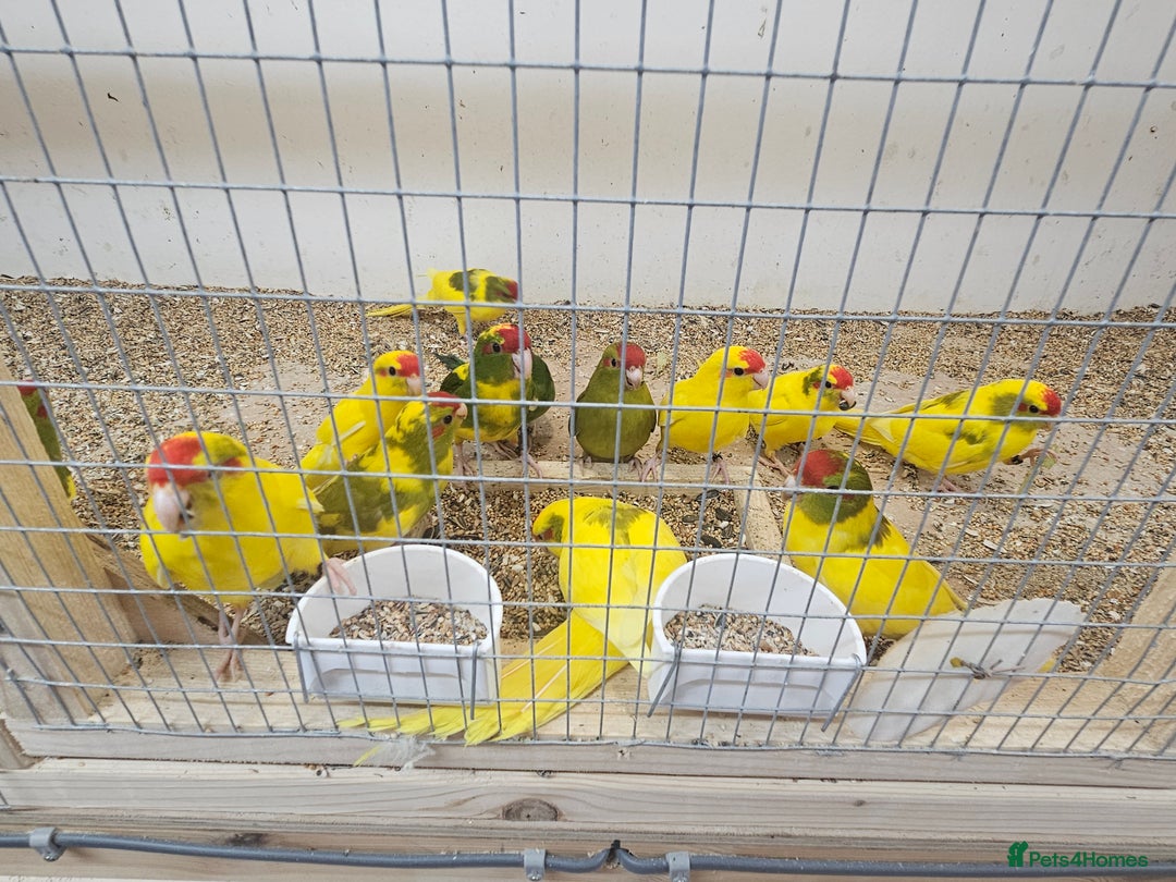 Parakeets birds for sale: Young parent reared kakarikis - Image 10