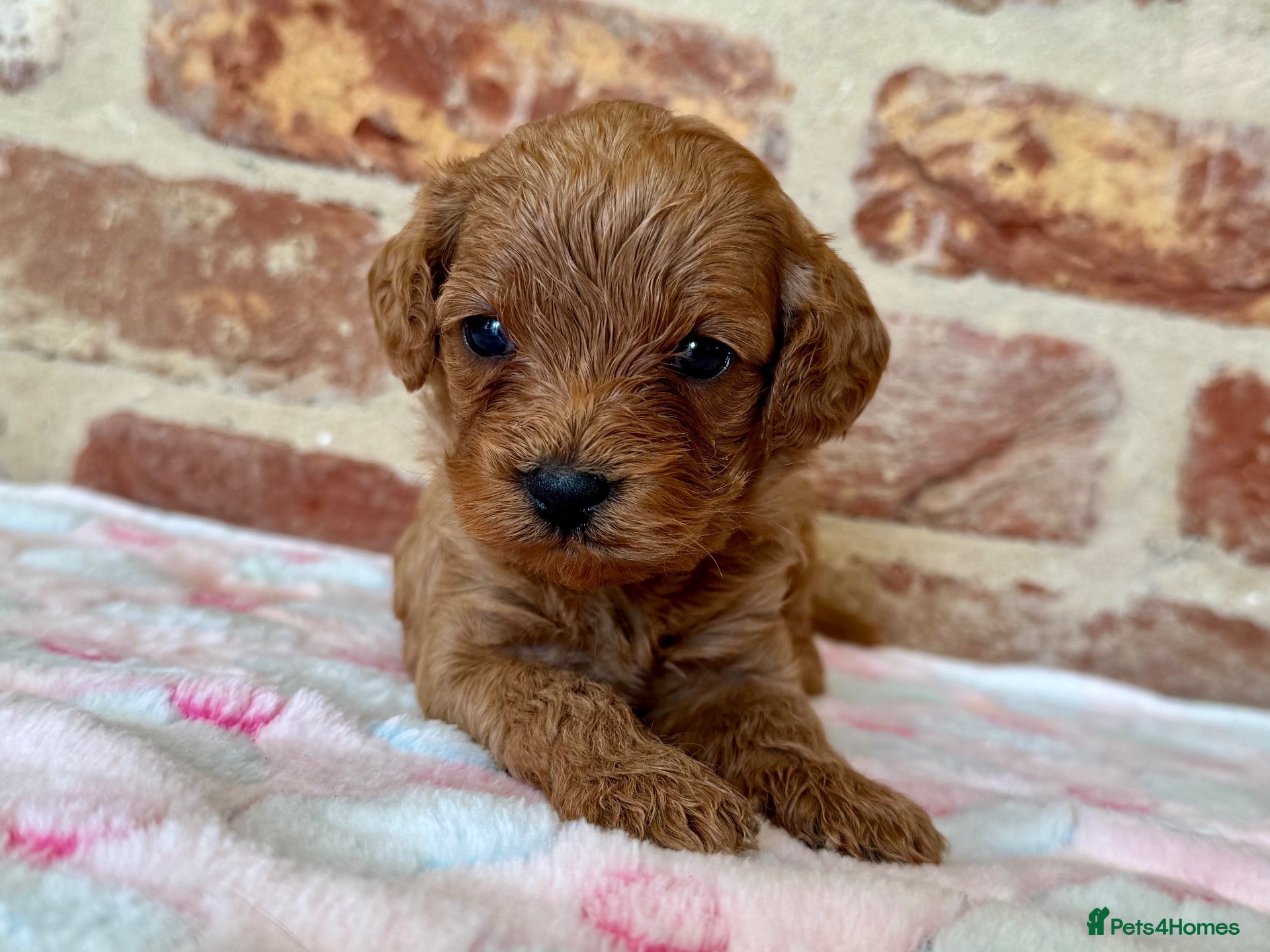 Cavapoo dogs F1b Cavapoo female 🩷 - Advert 1