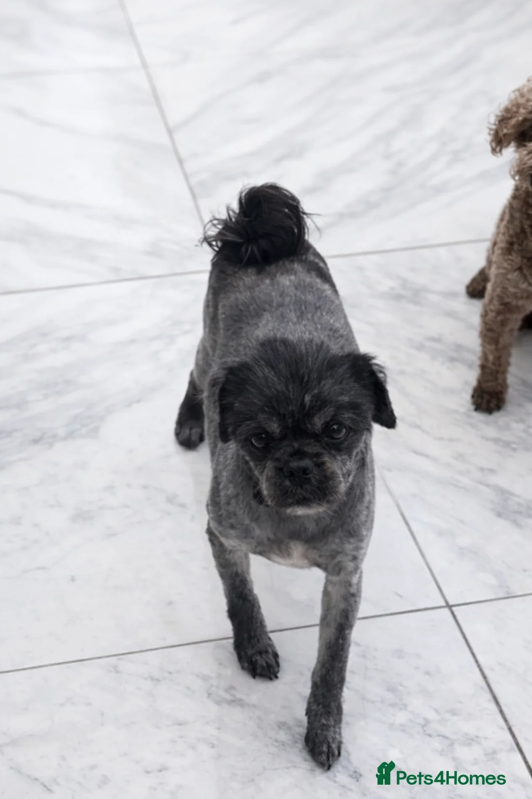 Mixed Breed dogs for sale: 1 year old sweet pugzu girl - Advert 5