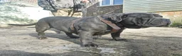 Mastiff dogs for sale: Stunning & stacked mastiff bitch for sale - Advert 4
