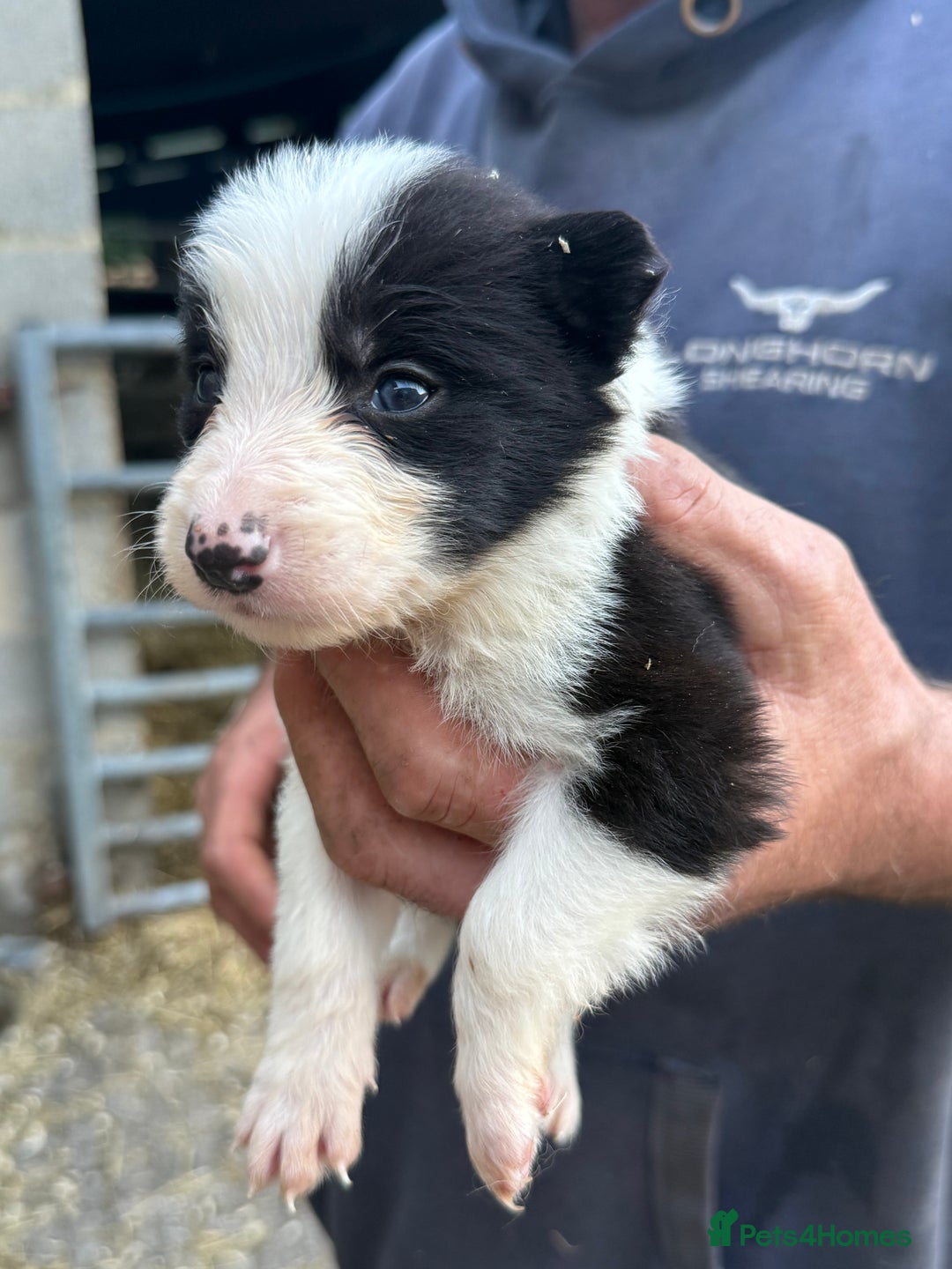 Border Collie dogs for sale: Border collie pups  - Image 17