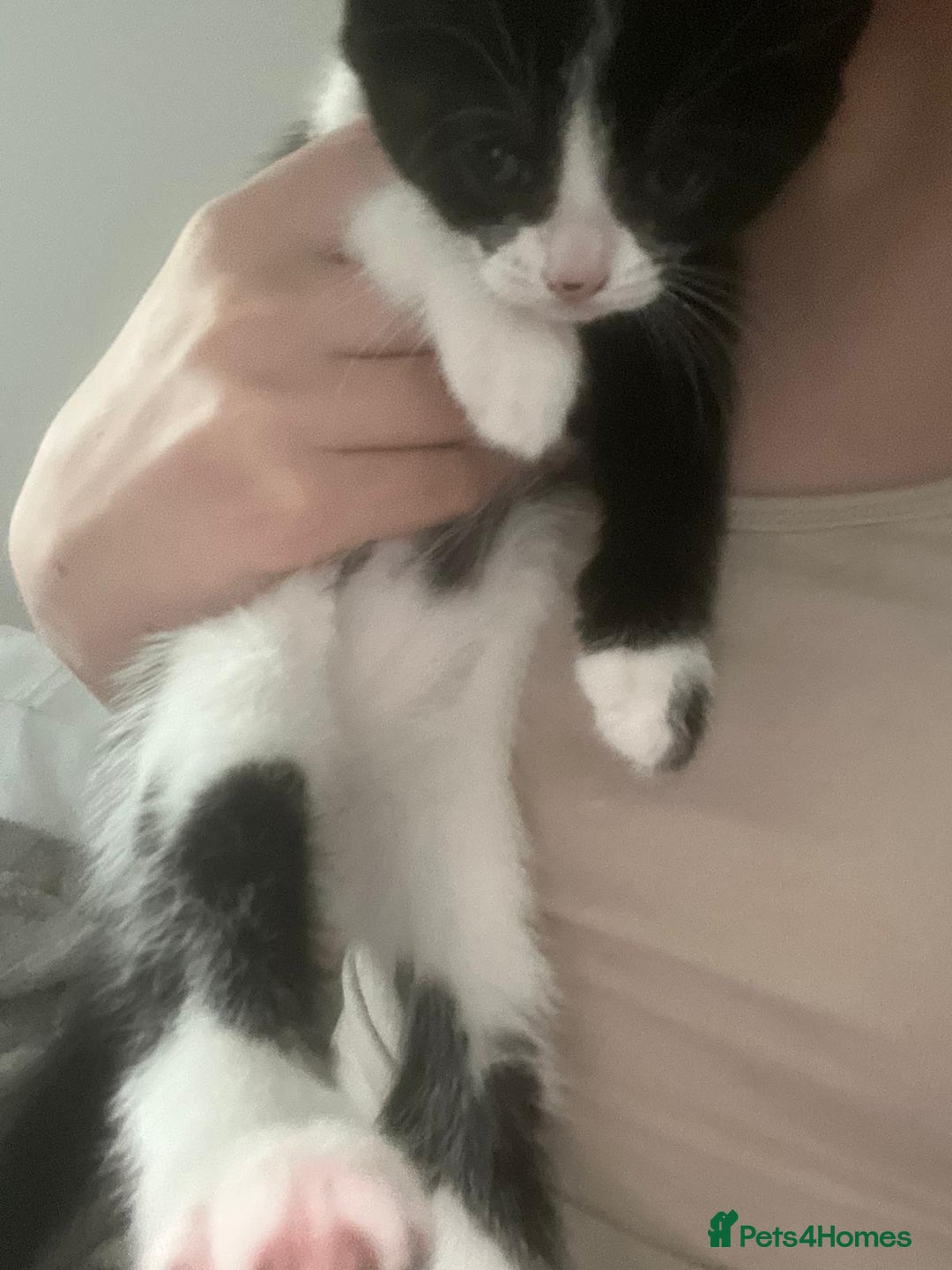 Mixed Breed cats for sale: Two charming female kittens - Image 13