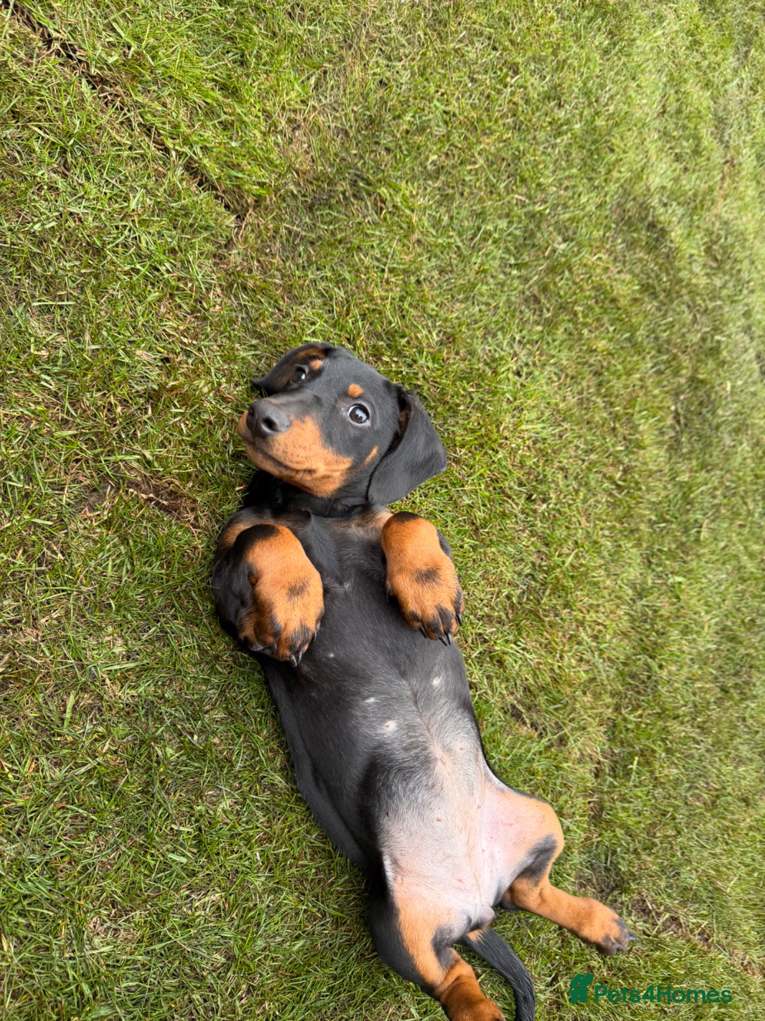 Dachshund dogs Stunning Girl dachshund available (LAST ONE) !! - Advert 1